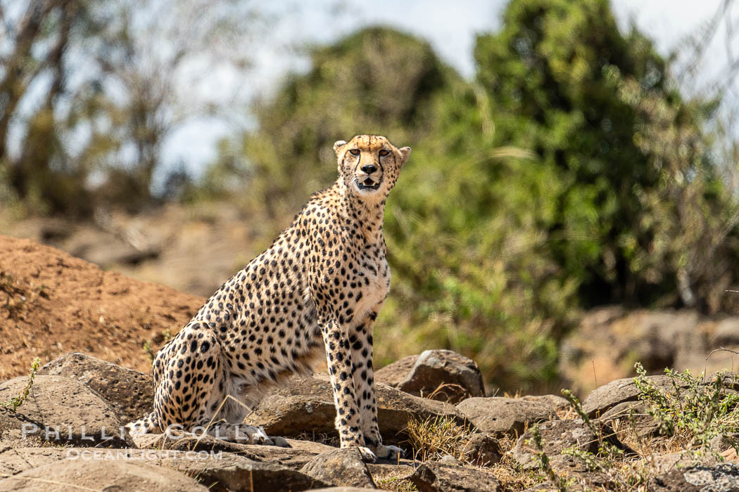 Cheetah, Mara North Conservancy, Kenya., Acinonyx jubatus, natural history stock photograph, photo id 39650