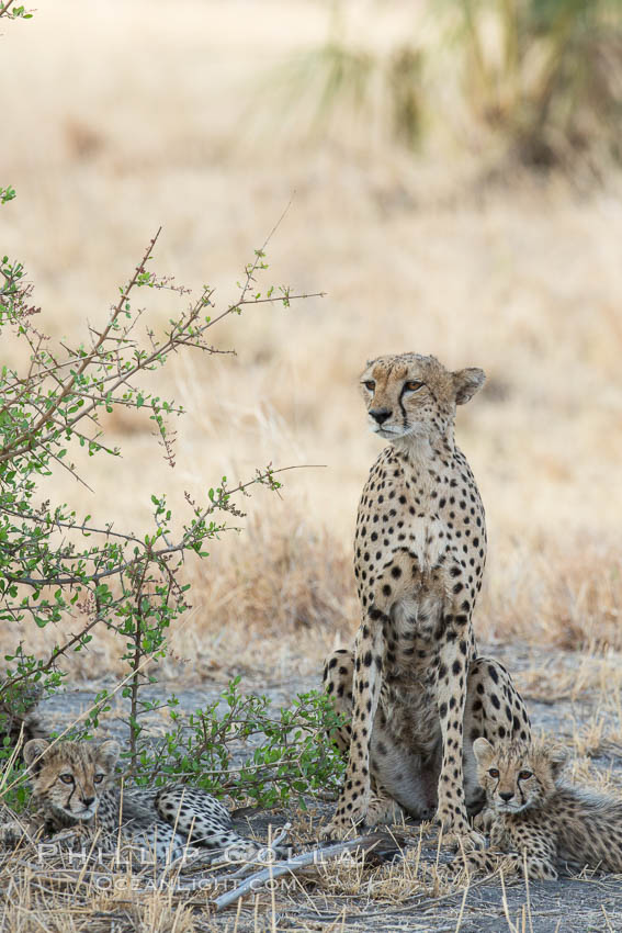 Cheetah, Meru National Park. Kenya, Acinonyx jubatus, natural history stock photograph, photo id 29620