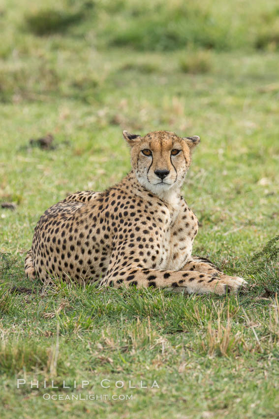 Cheetah, Olare Orok Conservancy. Kenya, Acinonyx jubatus, natural history stock photograph, photo id 29978