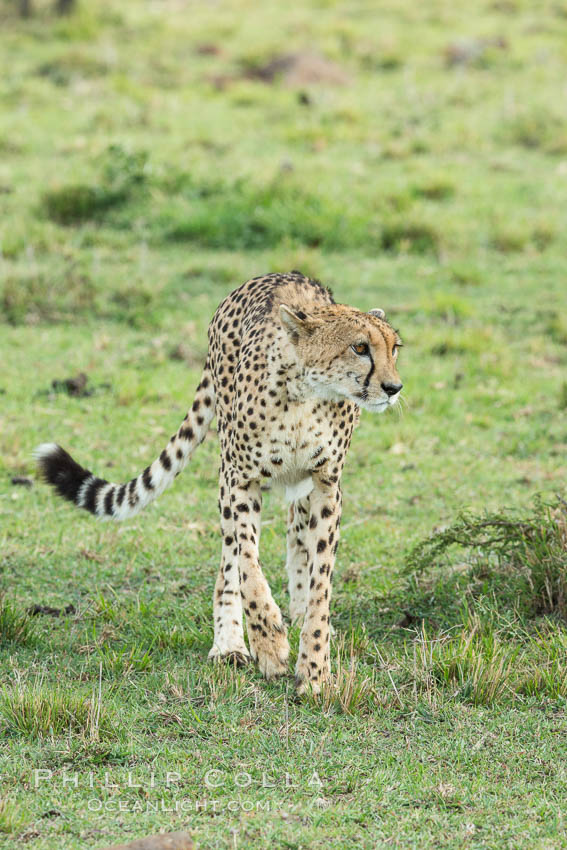 Cheetah, Olare Orok Conservancy. Kenya, Acinonyx jubatus, natural history stock photograph, photo id 29984