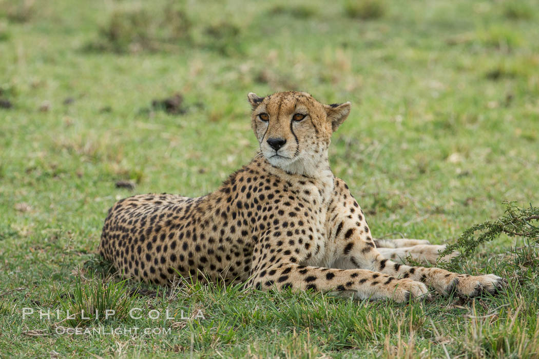 Cheetah, Olare Orok Conservancy. Kenya, Acinonyx jubatus, natural history stock photograph, photo id 29979