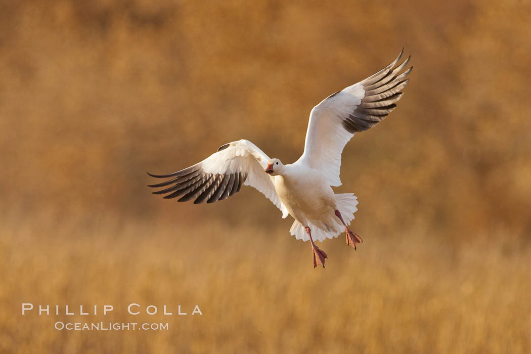 Snow goose in flight. Bosque Del Apache, Socorro, New Mexico, USA, Chen caerulescens, natural history stock photograph, photo id 26199