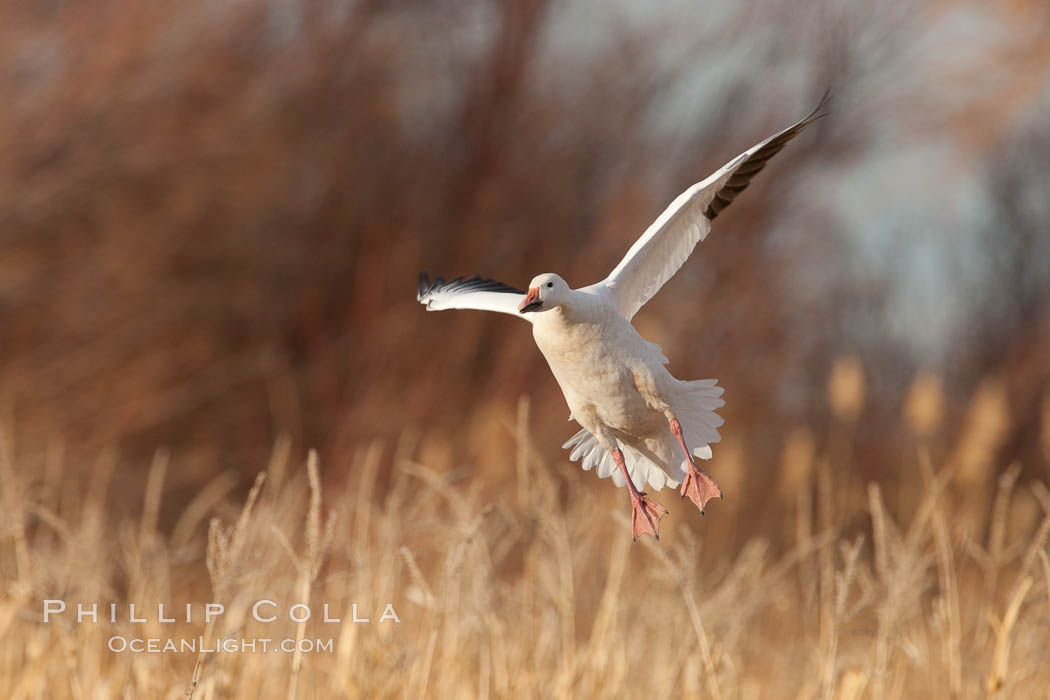 Snow goose in flight. Bosque Del Apache, Socorro, New Mexico, USA, Chen caerulescens, natural history stock photograph, photo id 26265