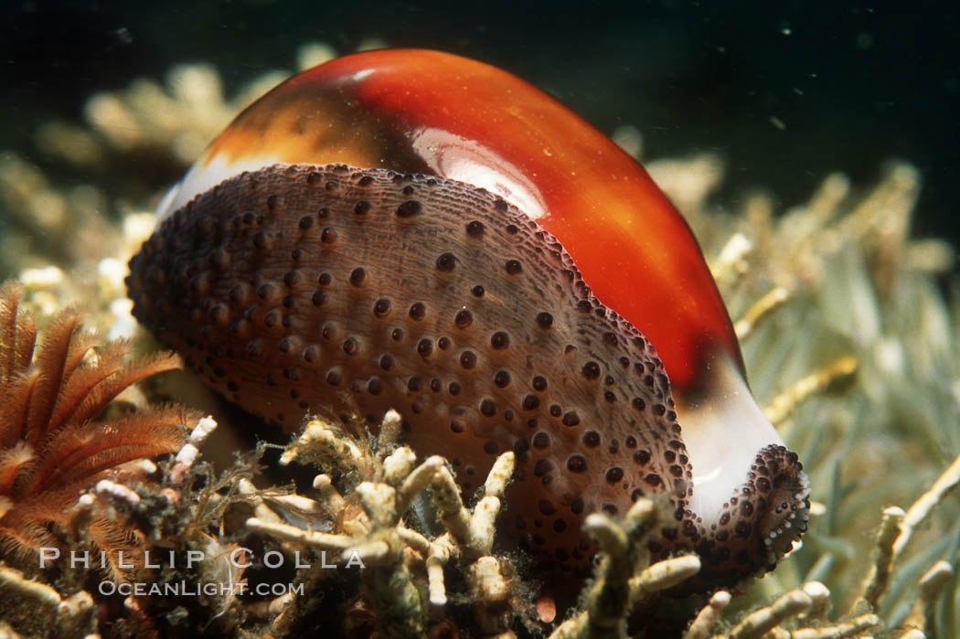 Chestnut cowry, mantle exposed. San Miguel Island, California, USA, Cypraea spadicea, natural history stock photograph, photo id 00624