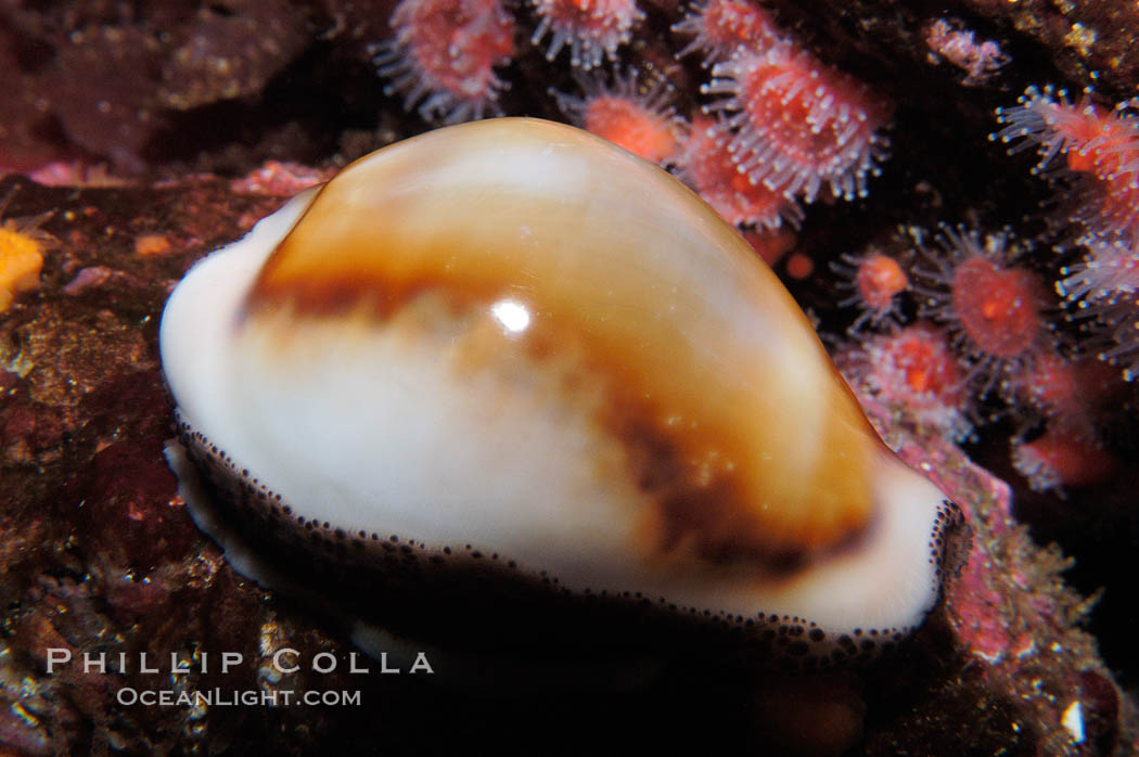 Chestnut cowrie, mantle retracted to show entire shell., Cypraea spadicea, natural history stock photograph, photo id 09039