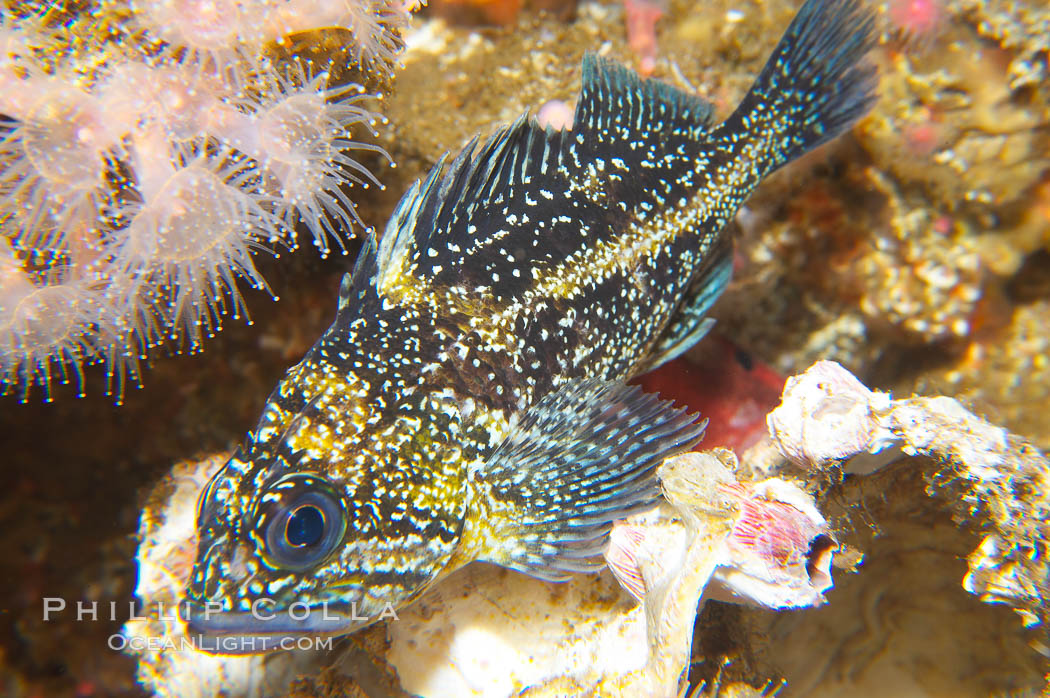China rockfish., Sebastes nebulosus, natural history stock photograph, photo id 14038