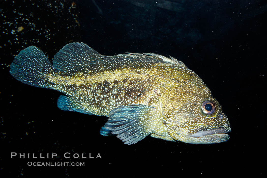 China rockfish., Sebastes nebulosus, natural history stock photograph, photo id 09841