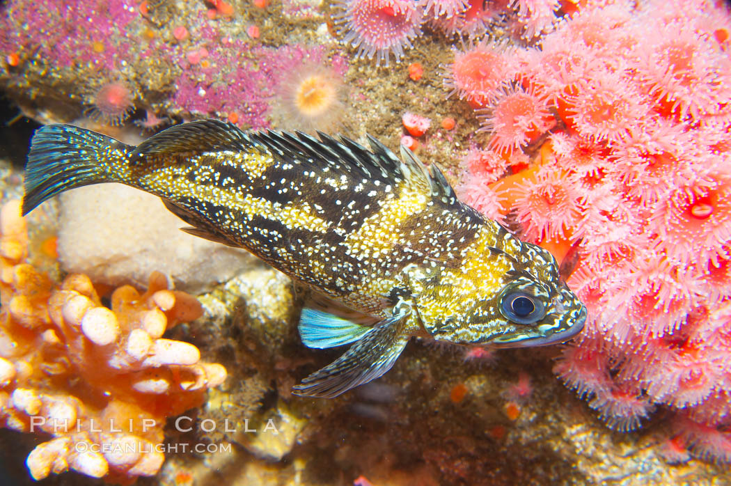 China rockfish., Sebastes nebulosus, natural history stock photograph, photo id 14042