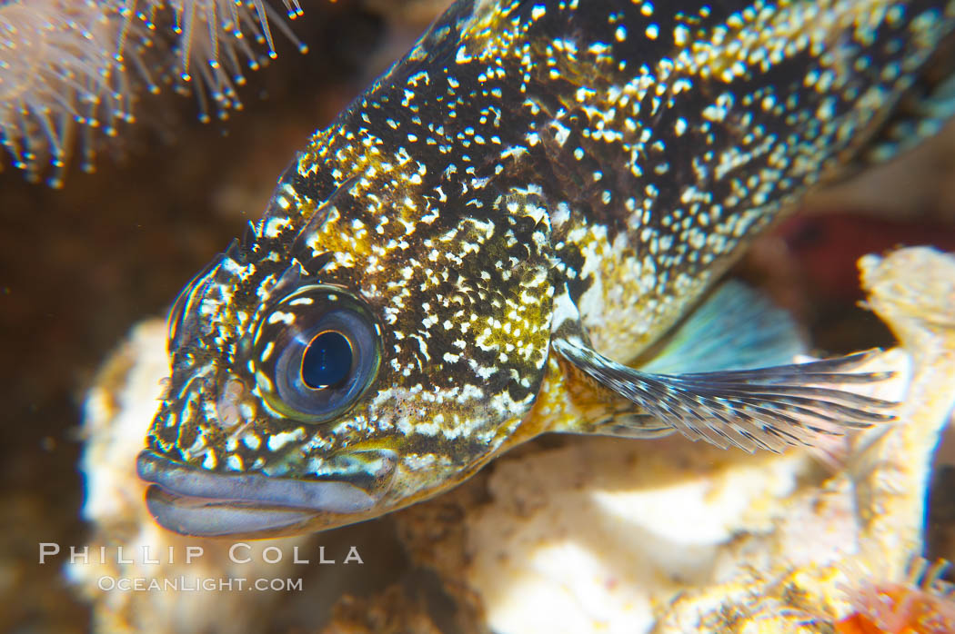 China rockfish., Sebastes nebulosus, natural history stock photograph, photo id 14039