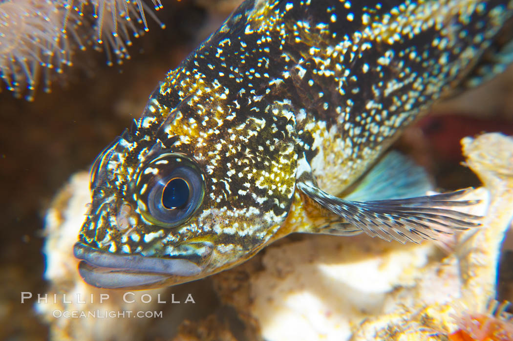 China Rockfish