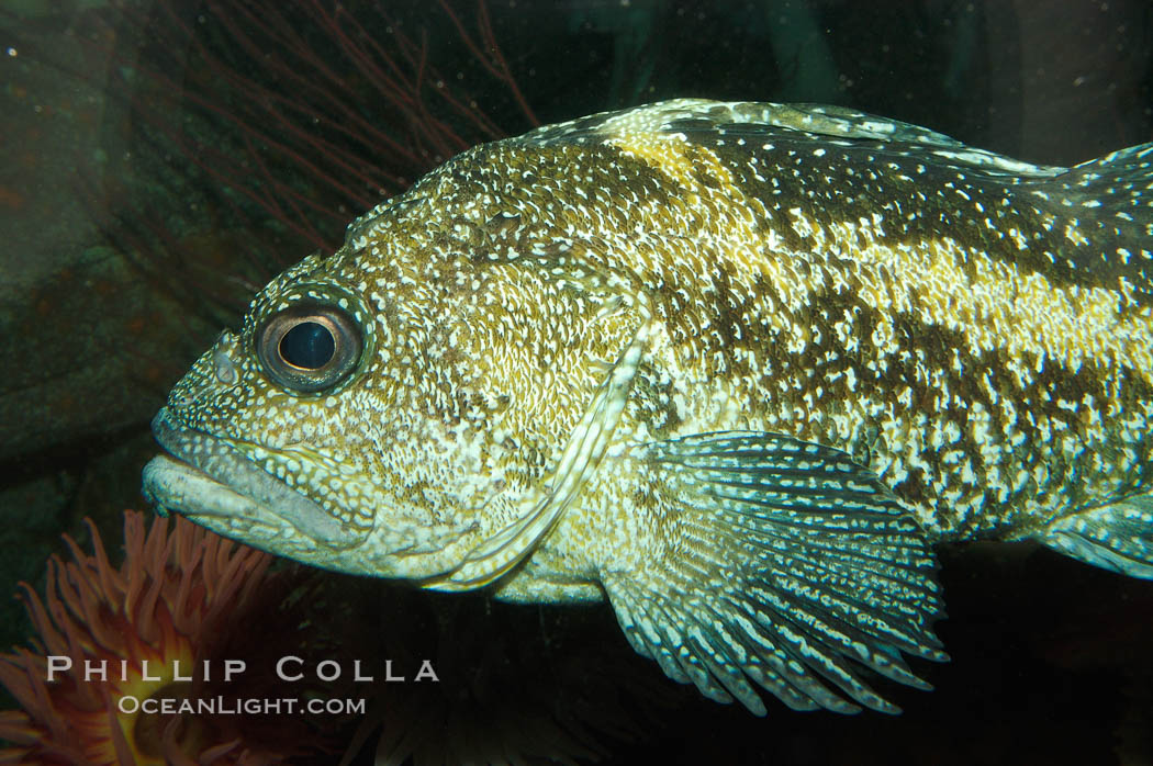 China rockfish., Sebastes nebulosus, natural history stock photograph, photo id 08977
