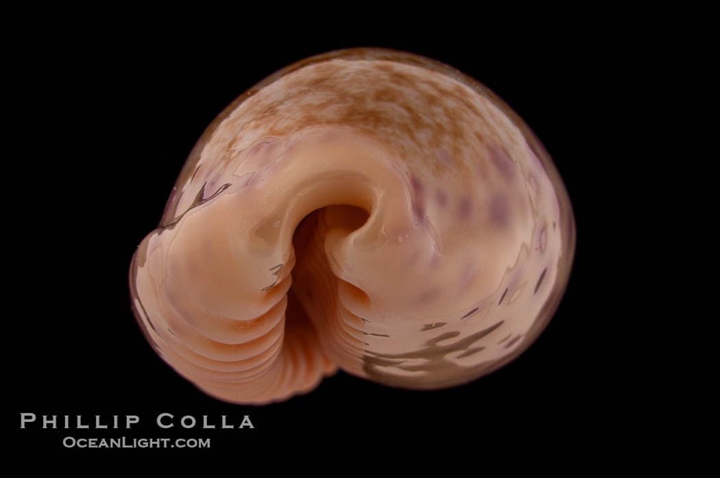 Chinese Cowrie., Cypraea chinensis, natural history stock photograph, photo id 08222