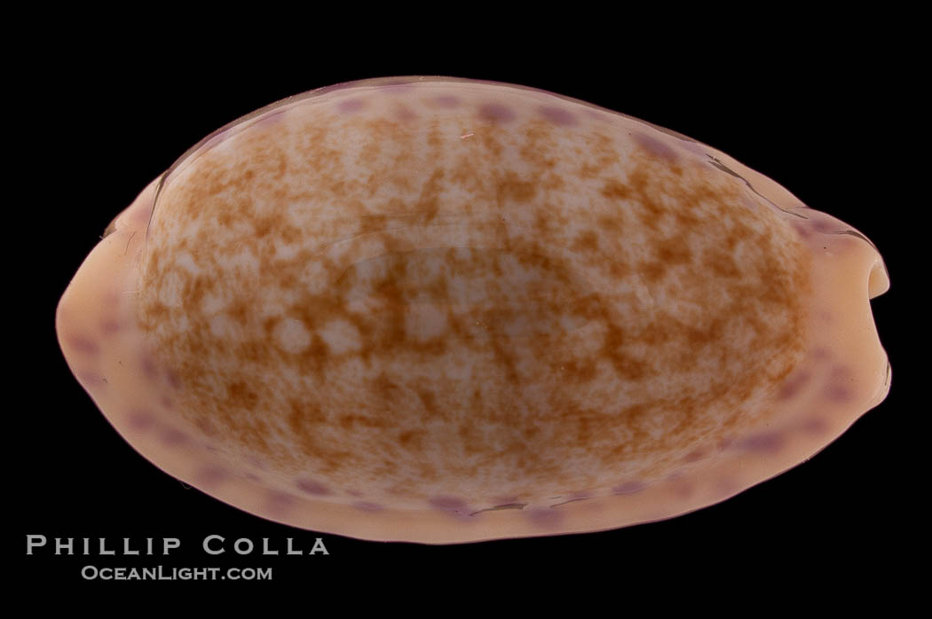 Chinese Cowrie., Cypraea chinensis, natural history stock photograph, photo id 08219