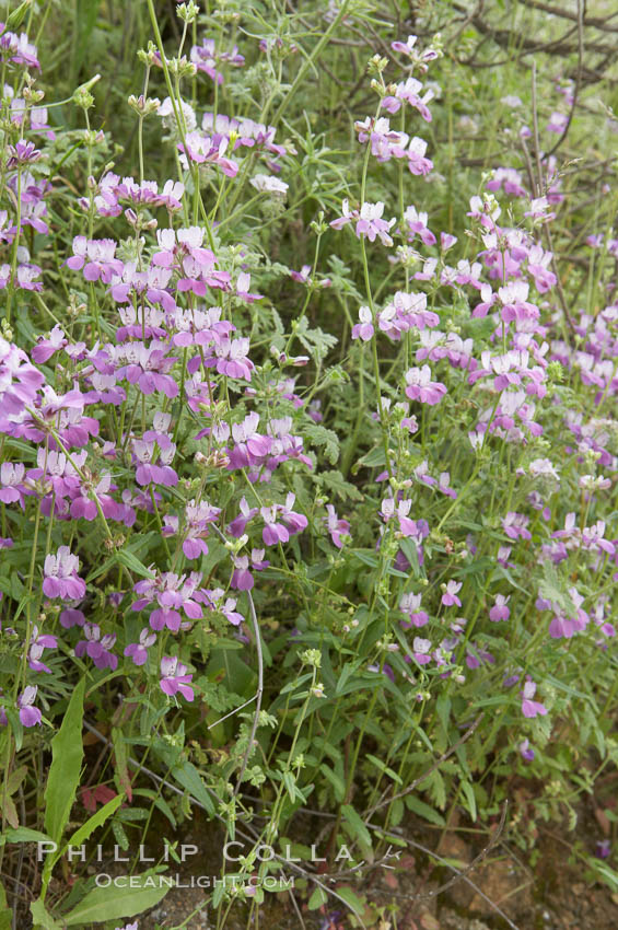 Chinese houses bloom in spring, Lake Elsinore. California, USA, Collinsia heterophylla, natural history stock photograph, photo id 11605