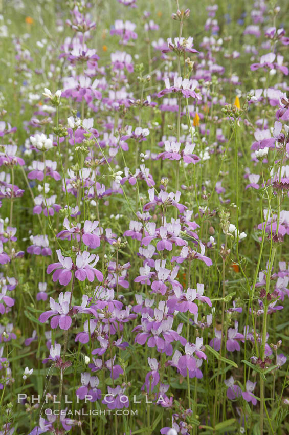 Chinese houses bloom in spring, Lake Elsinore. California, USA, Collinsia heterophylla, natural history stock photograph, photo id 11608