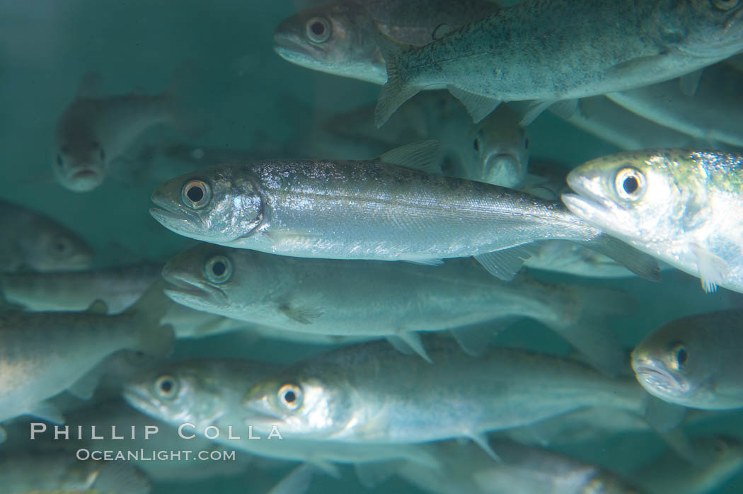 Chinook salmon (or King salmon), juvenile, 1 year old, raised in a tank for eventual release into the wild.  This fish will live to about 5 or 6 years before returning to the stream in which it was hatched to spawn and die., Oncorhynchus tshawytscha, natural history stock photograph, photo id 13686