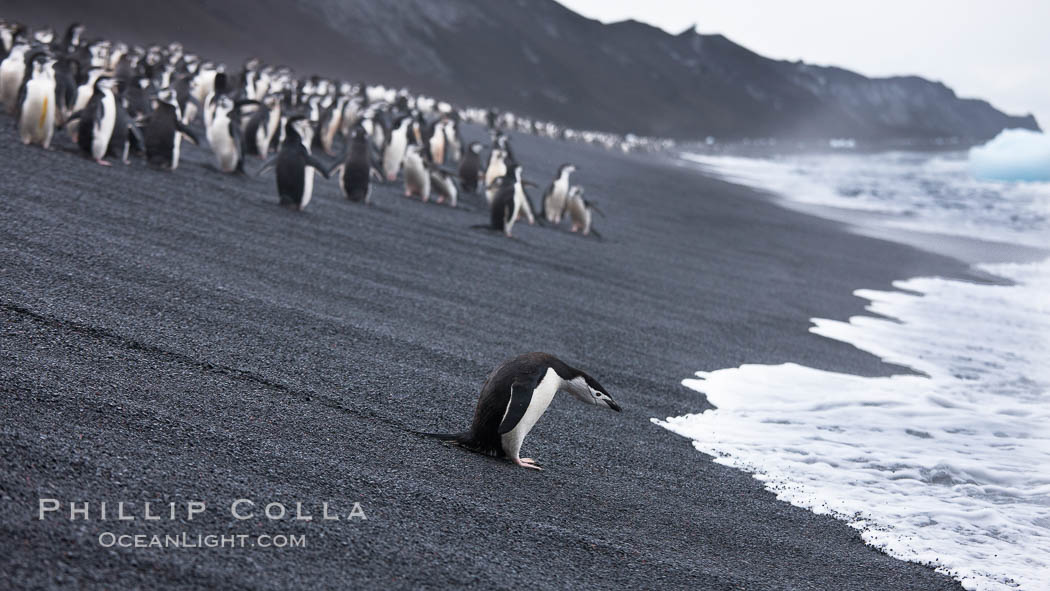Chinstrap penguins at Bailey Head, Deception Island.  Chinstrap penguins enter and exit the surf on the black sand beach at Bailey Head on Deception Island.  Bailey Head is home to one of the largest colonies of chinstrap penguins in the world. Antarctic Peninsula, Antarctica, Pygoscelis antarcticus, natural history stock photograph, photo id 25454