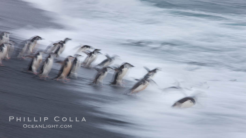 Chinstrap penguins at Bailey Head, Deception Island.  Chinstrap penguins enter and exit the surf on the black sand beach at Bailey Head on Deception Island.  Bailey Head is home to one of the largest colonies of chinstrap penguins in the world. Antarctic Peninsula, Antarctica, Pygoscelis antarcticus, natural history stock photograph, photo id 25456