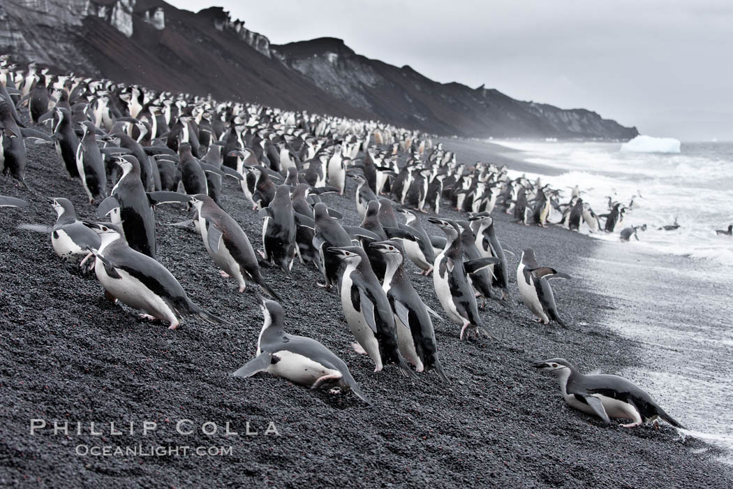 Chinstrap penguins at Bailey Head, Deception Island.  Chinstrap penguins enter and exit the surf on the black sand beach at Bailey Head on Deception Island.  Bailey Head is home to one of the largest colonies of chinstrap penguins in the world. Antarctic Peninsula, Antarctica, Pygoscelis antarcticus, natural history stock photograph, photo id 25468