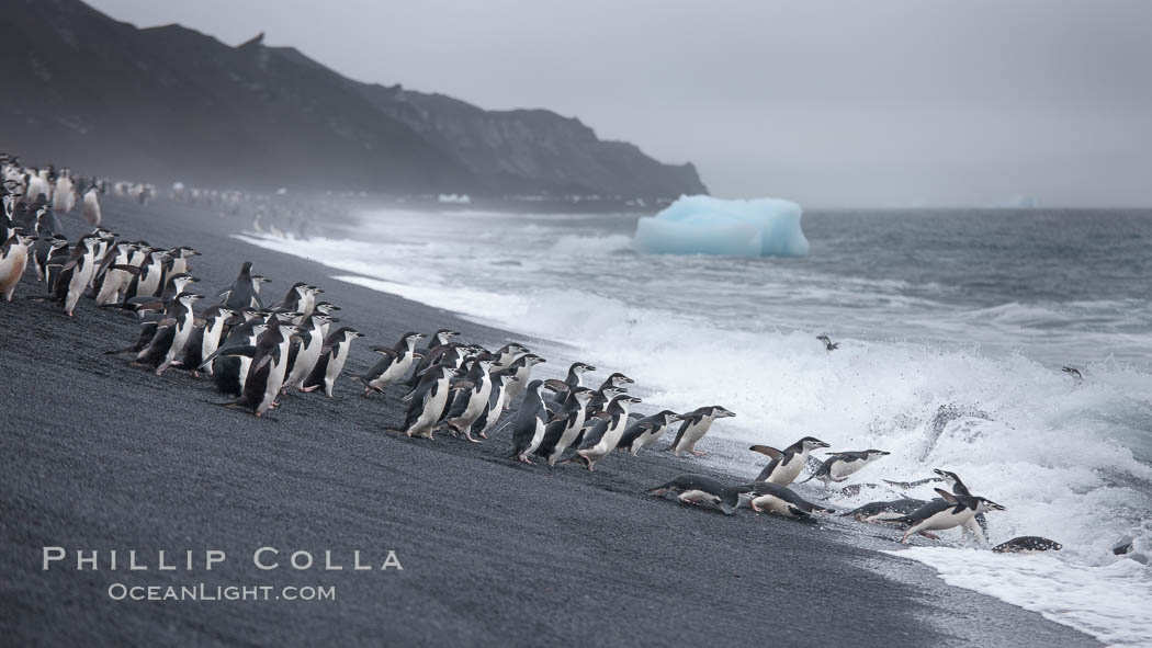 Chinstrap penguins at Bailey Head, Deception Island.  Chinstrap penguins enter and exit the surf on the black sand beach at Bailey Head on Deception Island.  Bailey Head is home to one of the largest colonies of chinstrap penguins in the world. Antarctic Peninsula, Antarctica, Pygoscelis antarcticus, natural history stock photograph, photo id 25455