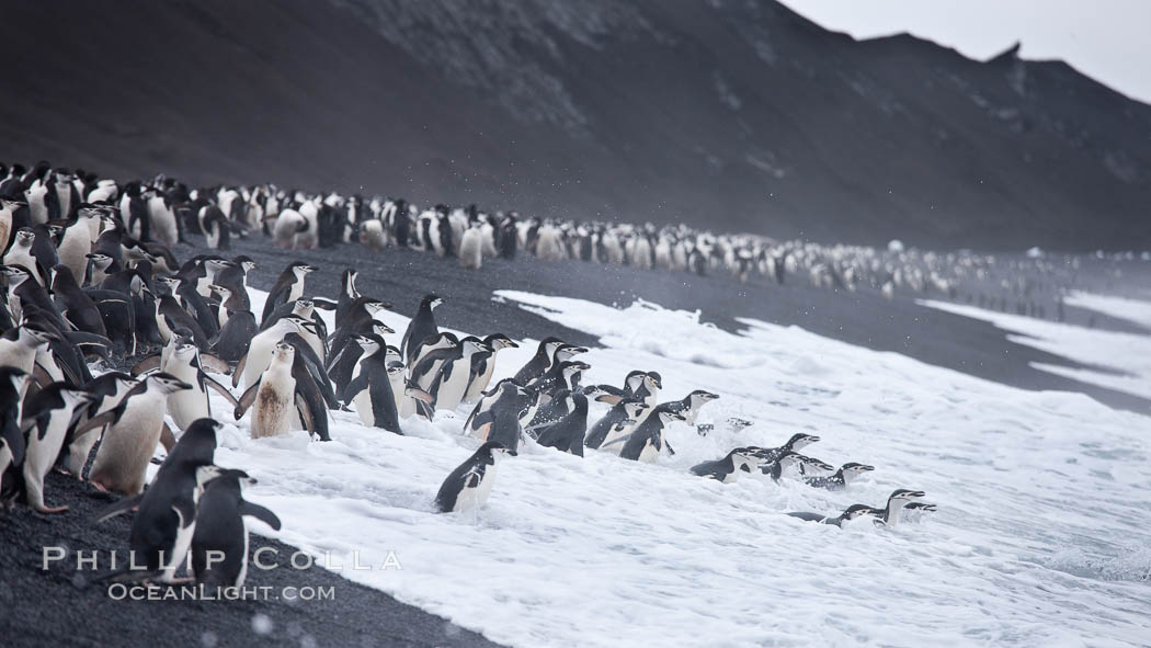 Chinstrap penguins at Bailey Head, Deception Island.  Chinstrap penguins enter and exit the surf on the black sand beach at Bailey Head on Deception Island.  Bailey Head is home to one of the largest colonies of chinstrap penguins in the world. Antarctic Peninsula, Antarctica, Pygoscelis antarcticus, natural history stock photograph, photo id 25475