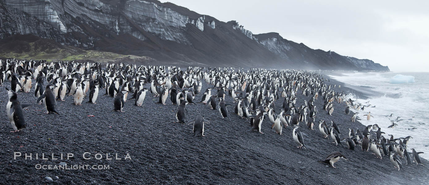 Chinstrap penguins at Bailey Head, Deception Island.  Chinstrap penguins enter and exit the surf on the black sand beach at Bailey Head on Deception Island.  Bailey Head is home to one of the largest colonies of chinstrap penguins in the world. Antarctic Peninsula, Antarctica, Pygoscelis antarcticus, natural history stock photograph, photo id 25491