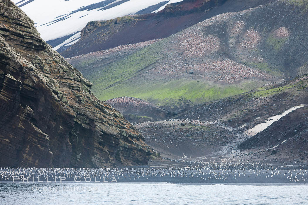 Chinstrap penguins at Bailey Head, Deception Island.  Chinstrap penguins enter and exit the surf on the black sand beach at Bailey Head on Deception Island.  Bailey Head is home to one of the largest colonies of chinstrap penguins in the world. Antarctic Peninsula, Antarctica, Pygoscelis antarcticus, natural history stock photograph, photo id 25453