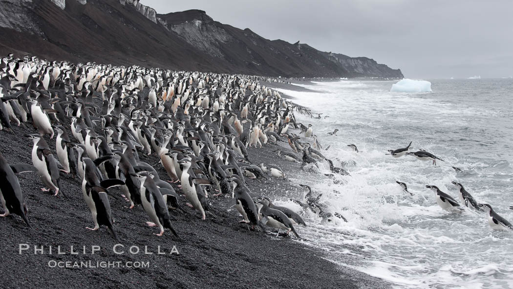 Chinstrap penguins at Bailey Head, Deception Island.  Chinstrap penguins enter and exit the surf on the black sand beach at Bailey Head on Deception Island.  Bailey Head is home to one of the largest colonies of chinstrap penguins in the world. Antarctic Peninsula, Antarctica, Pygoscelis antarcticus, natural history stock photograph, photo id 25465