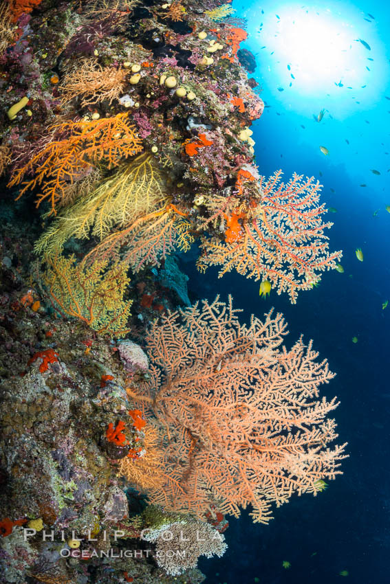 Colorful Chironephthya soft coral coloniea in Fiji, hanging off wall, resembling sea fans or gorgonians. Vatu I Ra Passage, Bligh Waters, Viti Levu  Island, Chironephthya, Gorgonacea, natural history stock photograph, photo id 31486