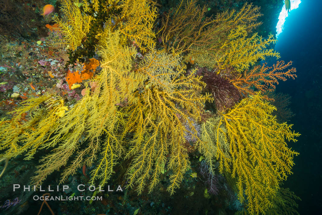 Colorful Chironephthya soft coral coloniea in Fiji, hanging off wall, resembling sea fans or gorgonians. Vatu I Ra Passage, Bligh Waters, Viti Levu  Island, Chironephthya, Gorgonacea, natural history stock photograph, photo id 31502
