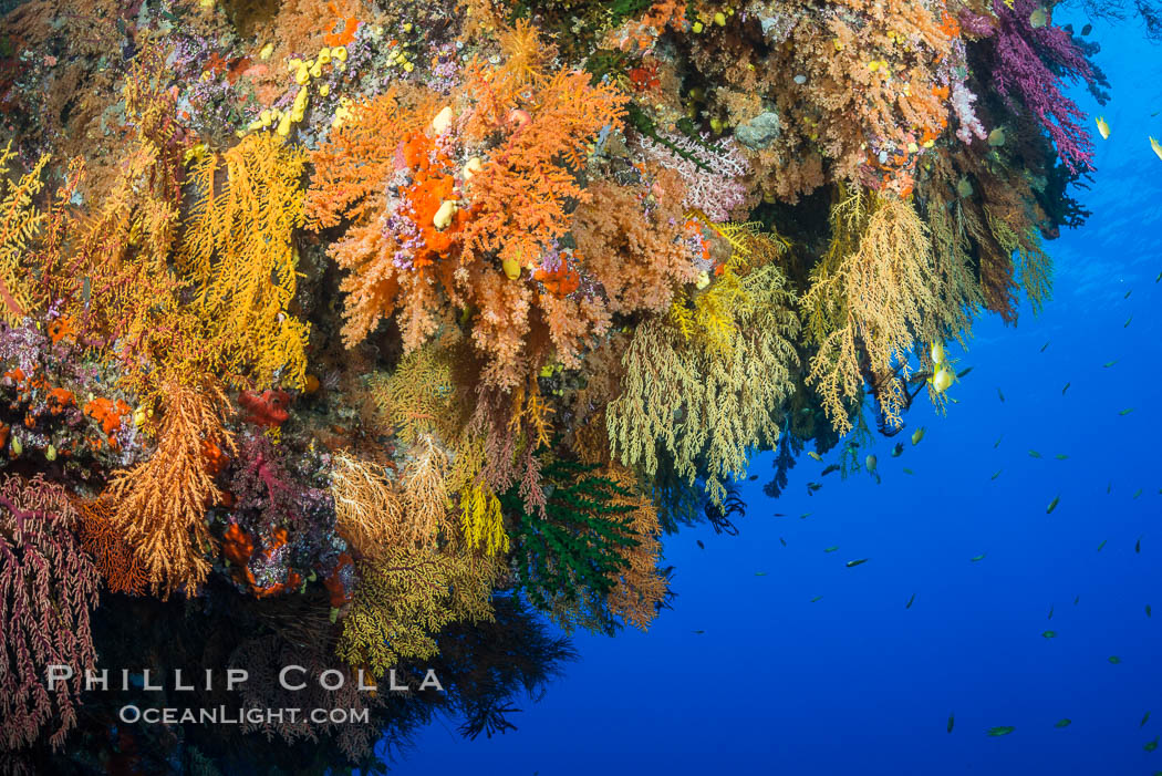 Colorful Chironephthya soft coral coloniea in Fiji, hanging off wall, resembling sea fans or gorgonians. Vatu I Ra Passage, Bligh Waters, Viti Levu  Island, Chironephthya, Gorgonacea, natural history stock photograph, photo id 31678