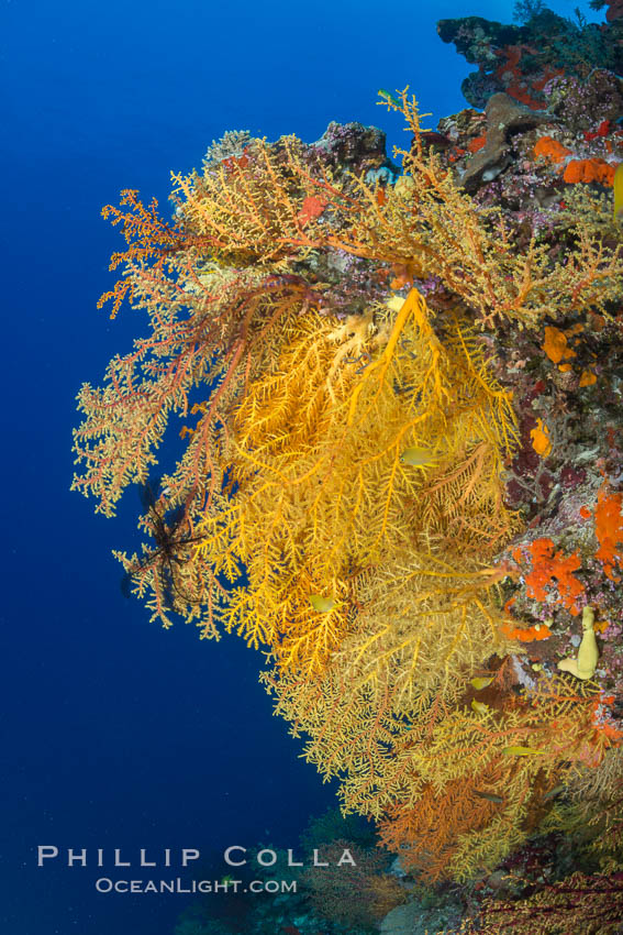 Colorful Chironephthya soft coral coloniea in Fiji, hanging off wall, resembling sea fans or gorgonians, Chironephthya, Vatu I Ra Passage, Bligh Waters, Viti Levu  Island