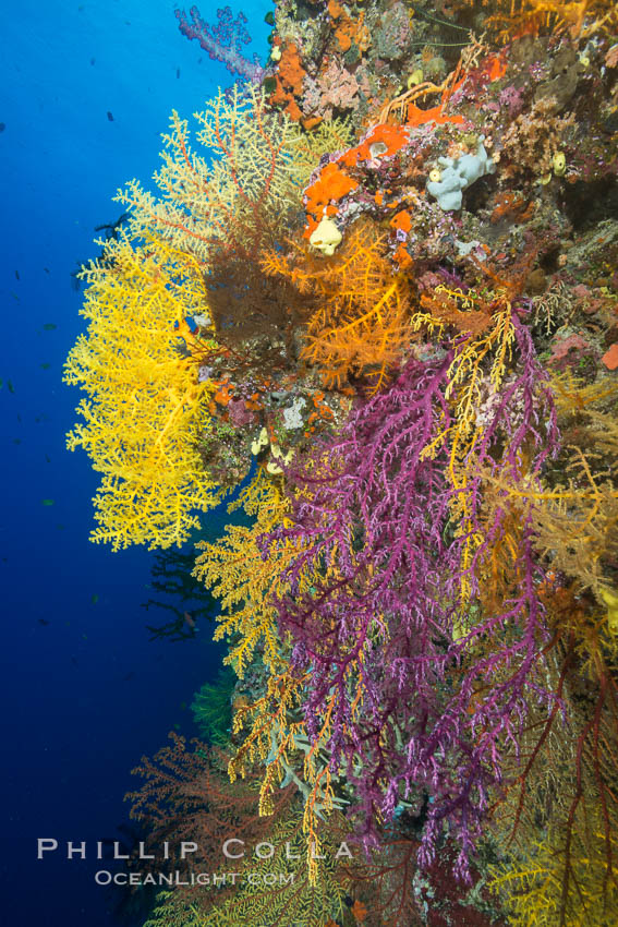 Colorful Chironephthya soft coral coloniea in Fiji, hanging off wall, resembling sea fans or gorgonians. Vatu I Ra Passage, Bligh Waters, Viti Levu  Island, Chironephthya, Gorgonacea, natural history stock photograph, photo id 31698
