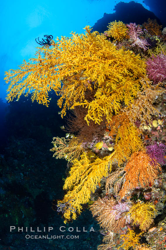 Colorful Chironephthya soft coral coloniea in Fiji, hanging off wall, resembling sea fans or gorgonians. Vatu I Ra Passage, Bligh Waters, Viti Levu Island, natural history stock photograph, photo id 34790