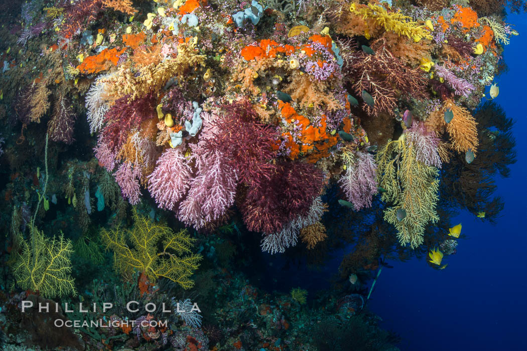 Colorful Chironephthya soft coral coloniea in Fiji, hanging off wall, resembling sea fans or gorgonians. Vatu I Ra Passage, Bligh Waters, Viti Levu  Island, Chironephthya, Gorgonacea, natural history stock photograph, photo id 31484