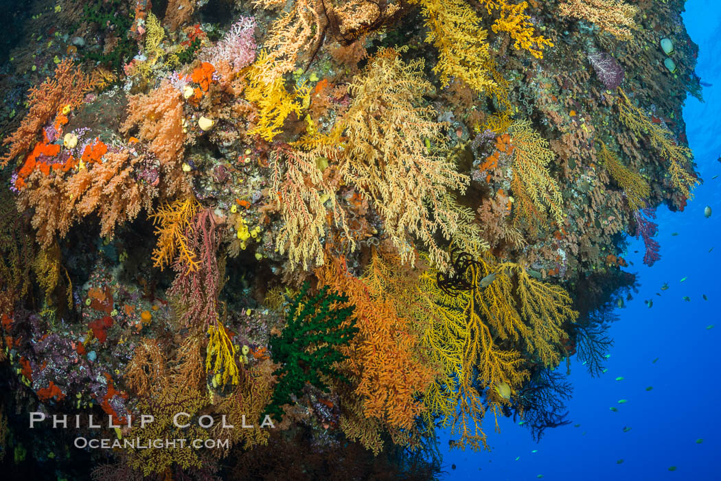 Colorful Chironephthya soft coral coloniea in Fiji, hanging off wall, resembling sea fans or gorgonians. Vatu I Ra Passage, Bligh Waters, Viti Levu  Island, Chironephthya, Gorgonacea, natural history stock photograph, photo id 31680