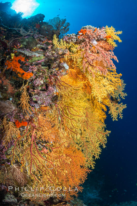 Colorful Chironephthya soft coral coloniea in Fiji, hanging off wall, resembling sea fans or gorgonians, Chironephthya, Vatu I Ra Passage, Bligh Waters, Viti Levu  Island