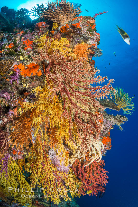 Colorful Chironephthya soft coral coloniea in Fiji, hanging off wall, resembling sea fans or gorgonians. Vatu I Ra Passage, Bligh Waters, Viti Levu  Island, Chironephthya, Gorgonacea, natural history stock photograph, photo id 31683