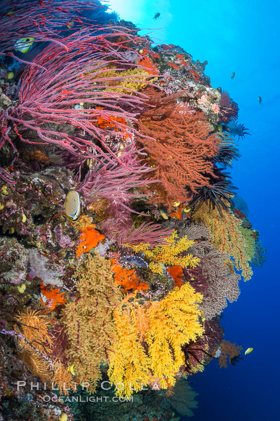 Colorful Chironephthya soft coral coloniea in Fiji, hanging off wall, resembling sea fans or gorgonians. Vatu I Ra Passage, Bligh Waters, Viti Levu  Island, Chironephthya, Gorgonacea, natural history stock photograph, photo id 31361