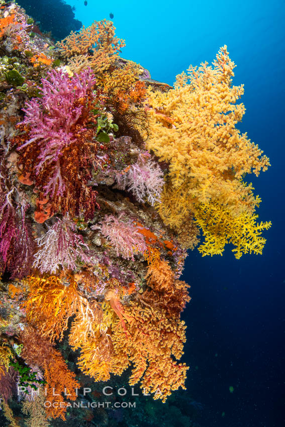 Colorful Chironephthya soft coral coloniea in Fiji, hanging off wall, resembling sea fans or gorgonians. Vatu I Ra Passage, Bligh Waters, Viti Levu Island, natural history stock photograph, photo id 34781