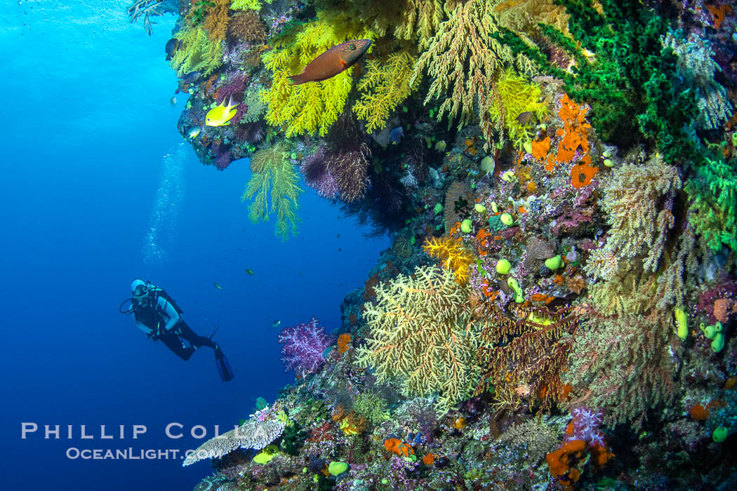 Tracy and Chironephthya soft corals on wall of Mount Mutiny, a spectacular deep water sea mount in the Bligh Waters of Fiji. Vatu I Ra Passage, Viti Levu Island, Chironephthya, natural history stock photograph, photo id 41062