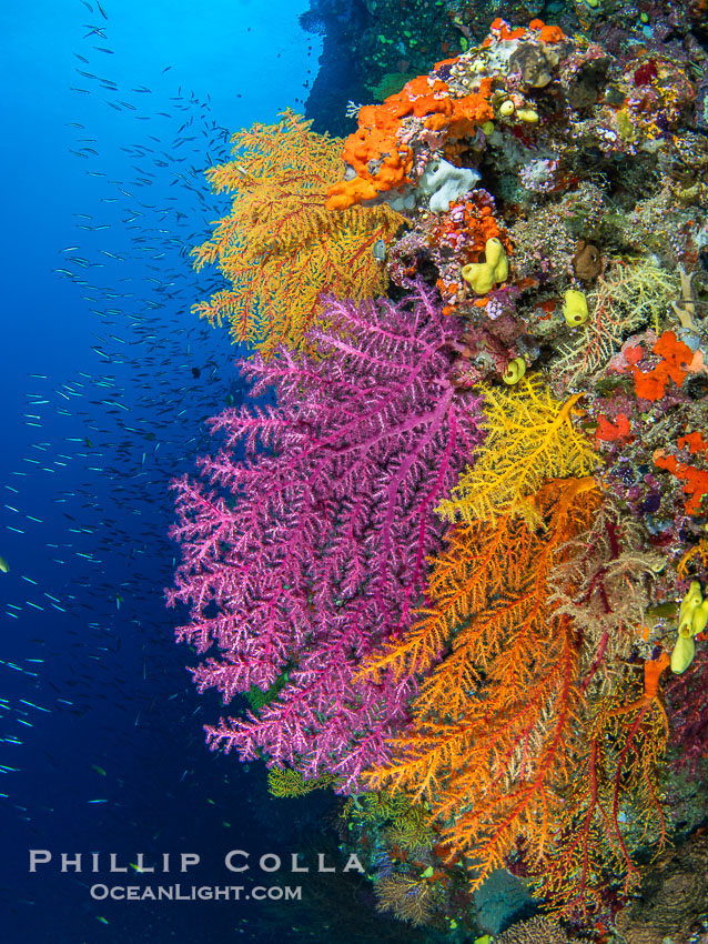 Chironephthya soft corals on wall of Mount Mutiny, a spectacular deep water sea mount in the Bligh Waters of Fiji. Vatu I Ra Passage, Viti Levu Island, Chironephthya, natural history stock photograph, photo id 41102