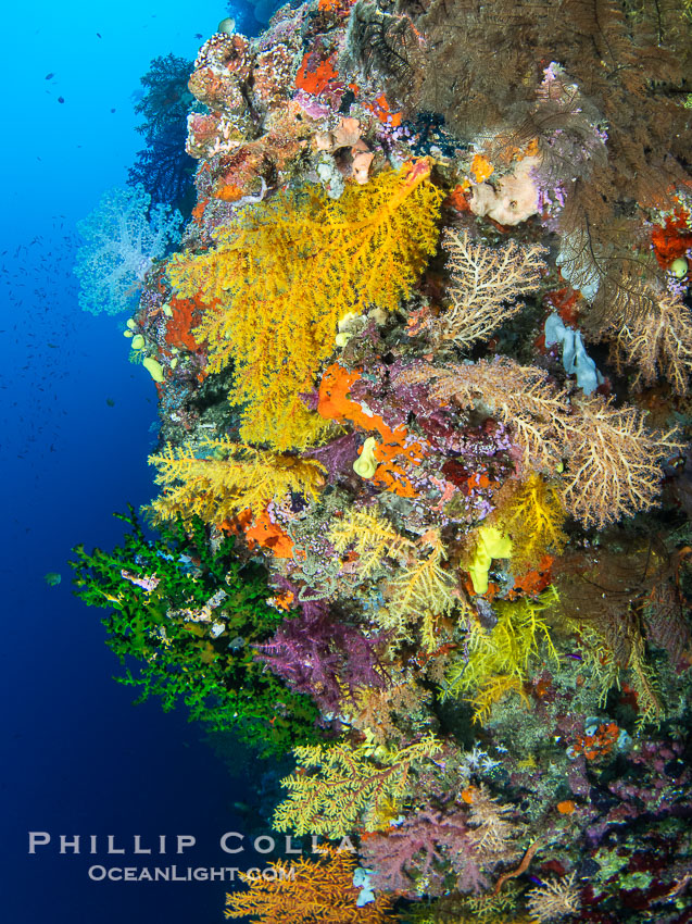 Chironephthya soft corals on wall of Mount Mutiny, a spectacular deep water sea mount in the Bligh Waters of Fiji. Vatu I Ra Passage, Viti Levu Island, Chironephthya, natural history stock photograph, photo id 41104
