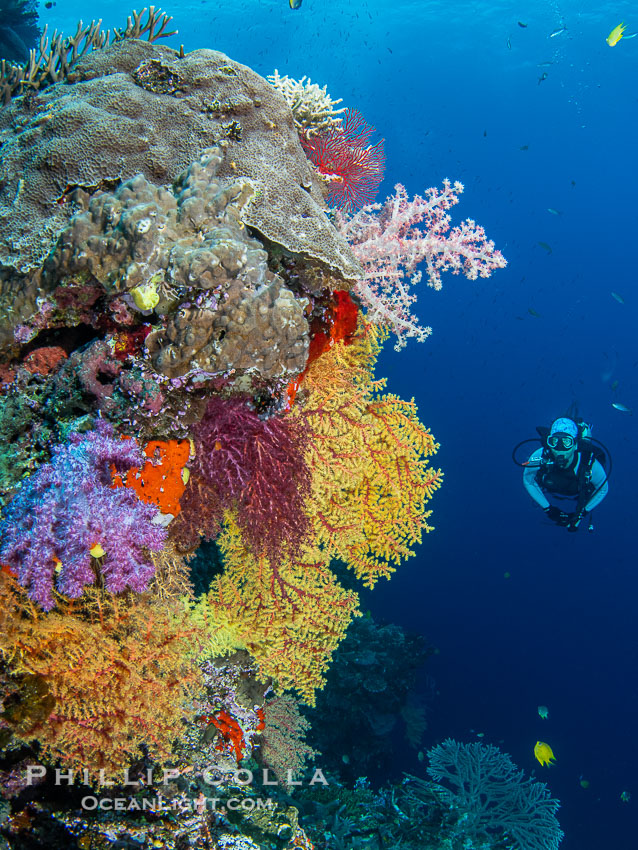 Tracy and Chironephthya soft corals on wall of Mount Mutiny, a spectacular deep water sea mount in the Bligh Waters of Fiji. Vatu I Ra Passage, Viti Levu Island, Chironephthya, natural history stock photograph, photo id 41061