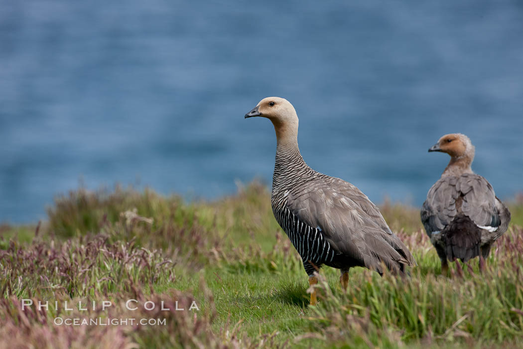 Upland geese, female, walking across grasslands. Males have a white head and breast, females are brown with black-striped wings and yellow feet. Upland geese are 24-29"  long and weigh about 7 lbs. New Island, Falkland Islands, United Kingdom, Chloephaga picta, natural history stock photograph, photo id 23772