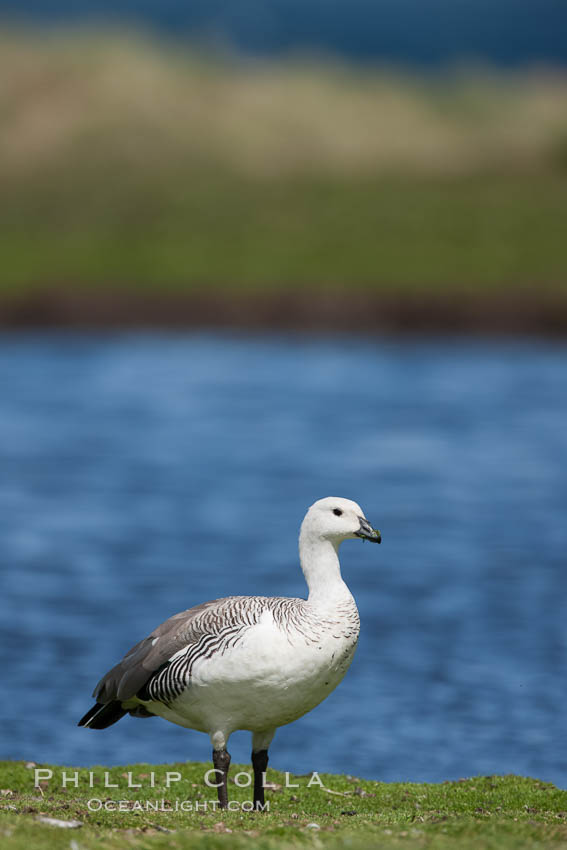 Upland goose, male, beside pond in the interior of Carcass Island near Dyke Bay. Falkland Islands, United Kingdom, Chloephaga picta, natural history stock photograph, photo id 24065