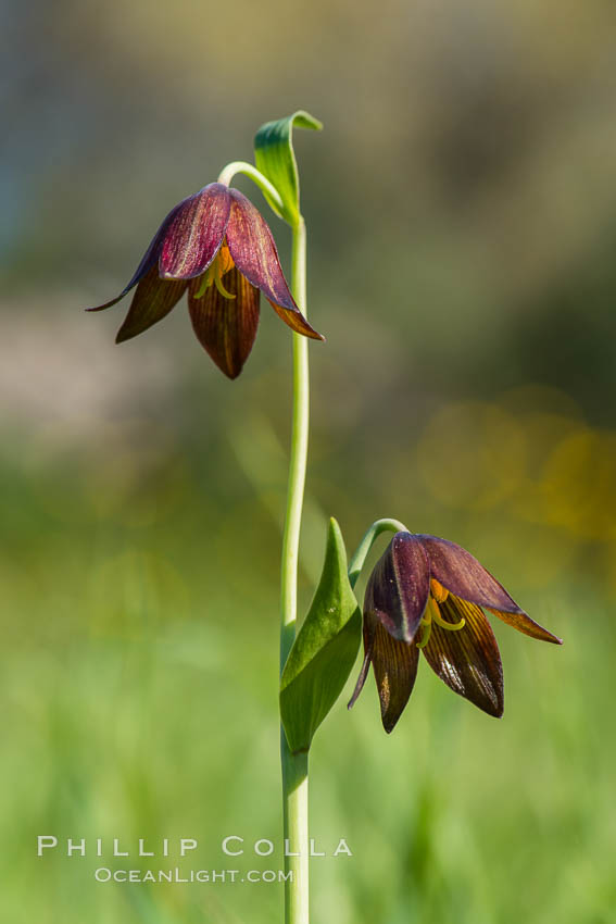 Chocolate lily growing among grasses on oak-covered hillsides. The chocolate lily is a herbaceous perennial monocot that is increasingly difficult to find in the wild due to habitat loss. The flower is a striking brown color akin to the color of chocolate. Santa Rosa Plateau Ecological Reserve, Murrieta, California, USA, natural history stock photograph, photo id 33151