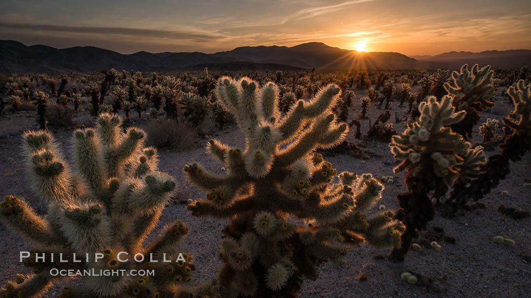  Joshua Tree National Park, California, USA, natural history stock photograph, photo id 28426