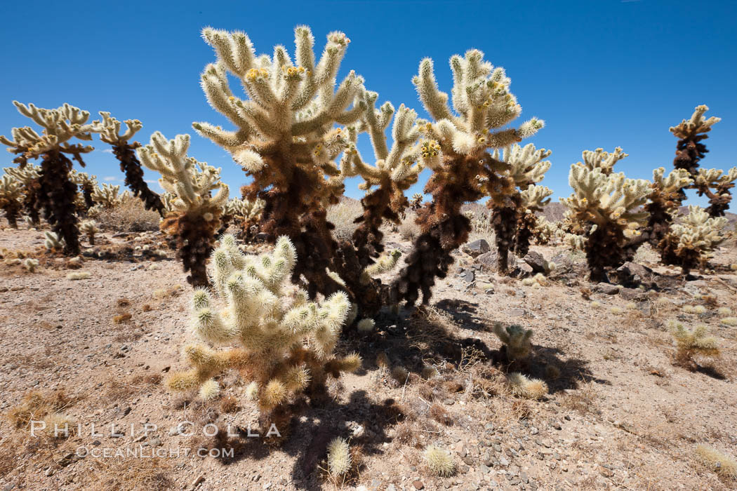 Teddy-Bear cholla cactus. This species is covered with dense spines and pieces easily detach and painfully attach to the skin of distracted passers-by. Joshua Tree National Park, California, USA, Opuntia bigelovii, natural history stock photograph, photo id 26742