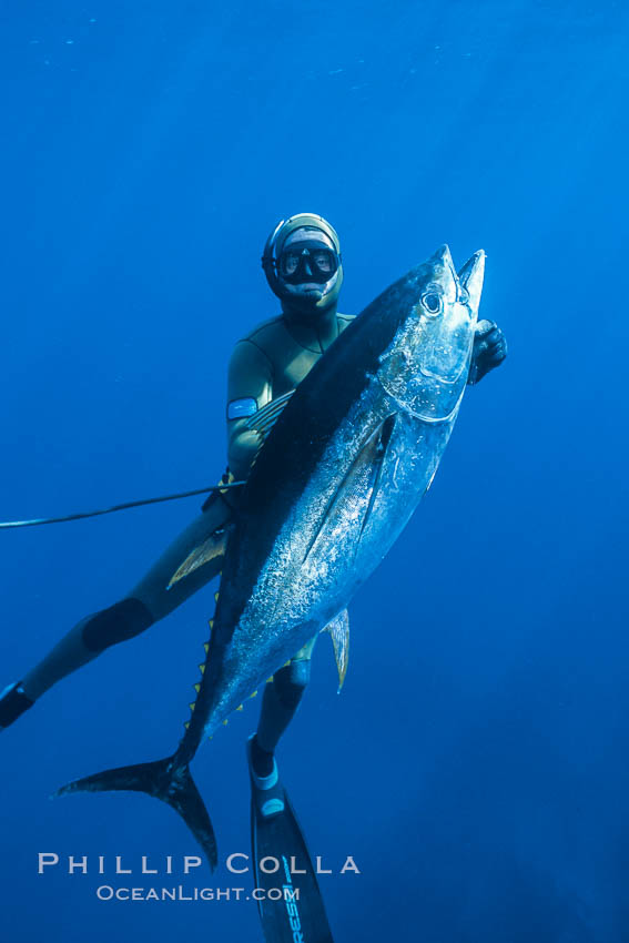 Chris Thompson and yellowfin tuna speared at Guadalupe Island. Guadalupe Island (Isla Guadalupe), Baja California, Mexico, natural history stock photograph, photo id 03730